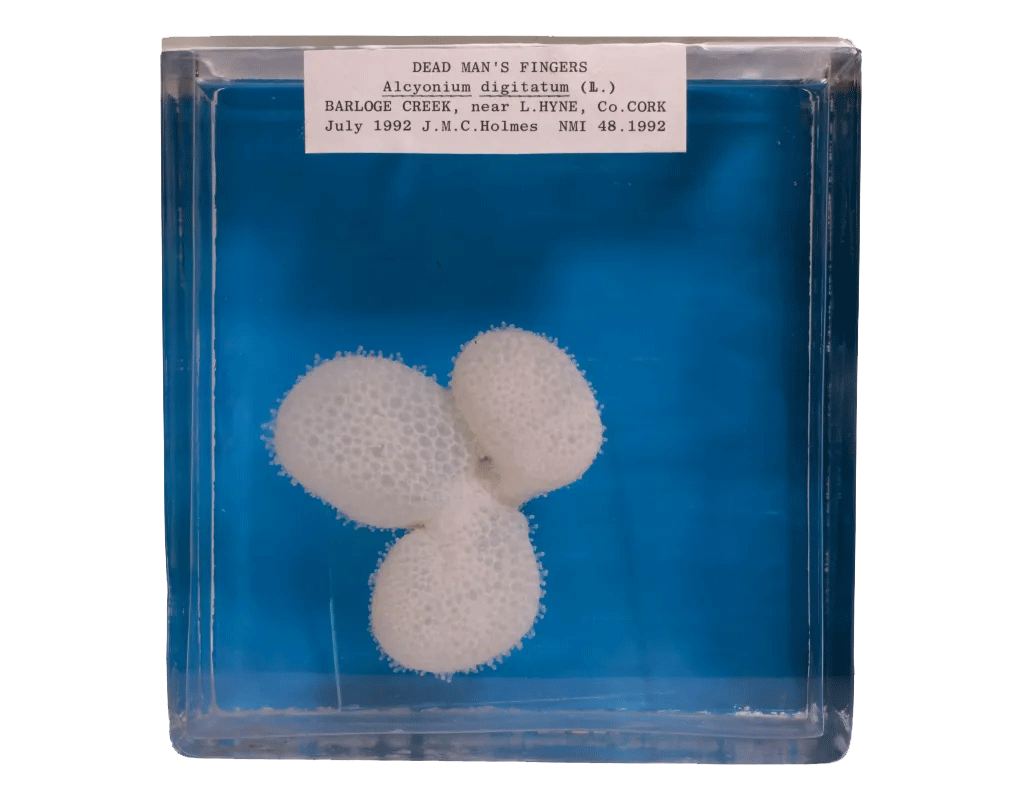 A preserved specimen of Dead Man's Fingers coral, Alcyonium digitatum L., from County Cork, encased in glass.